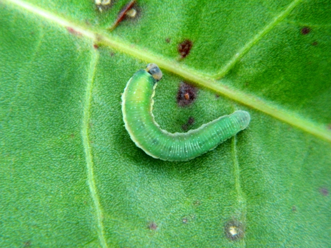 Larva di probabile Tenthredinidae